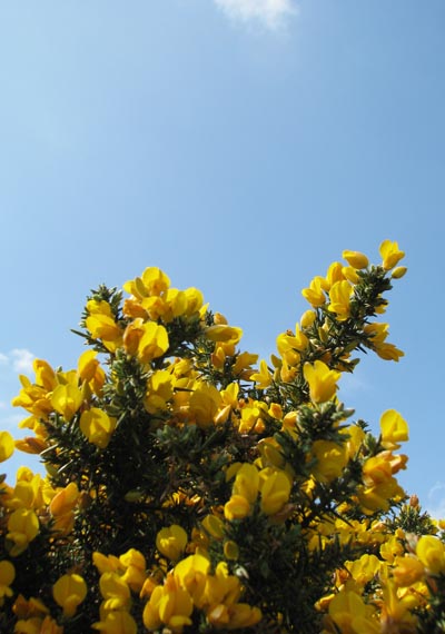 Yellow heather under a bright blue sky.